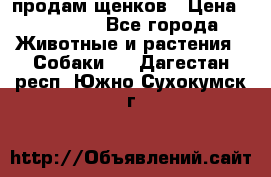 продам щенков › Цена ­ 15 000 - Все города Животные и растения » Собаки   . Дагестан респ.,Южно-Сухокумск г.